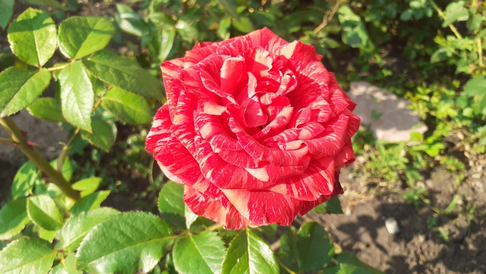 Владимира Шакиева.