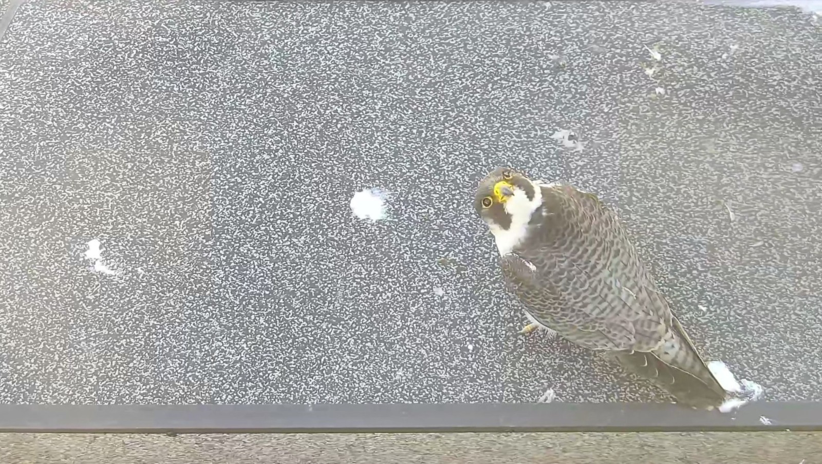 пресс-служба банка «Уралсиб».