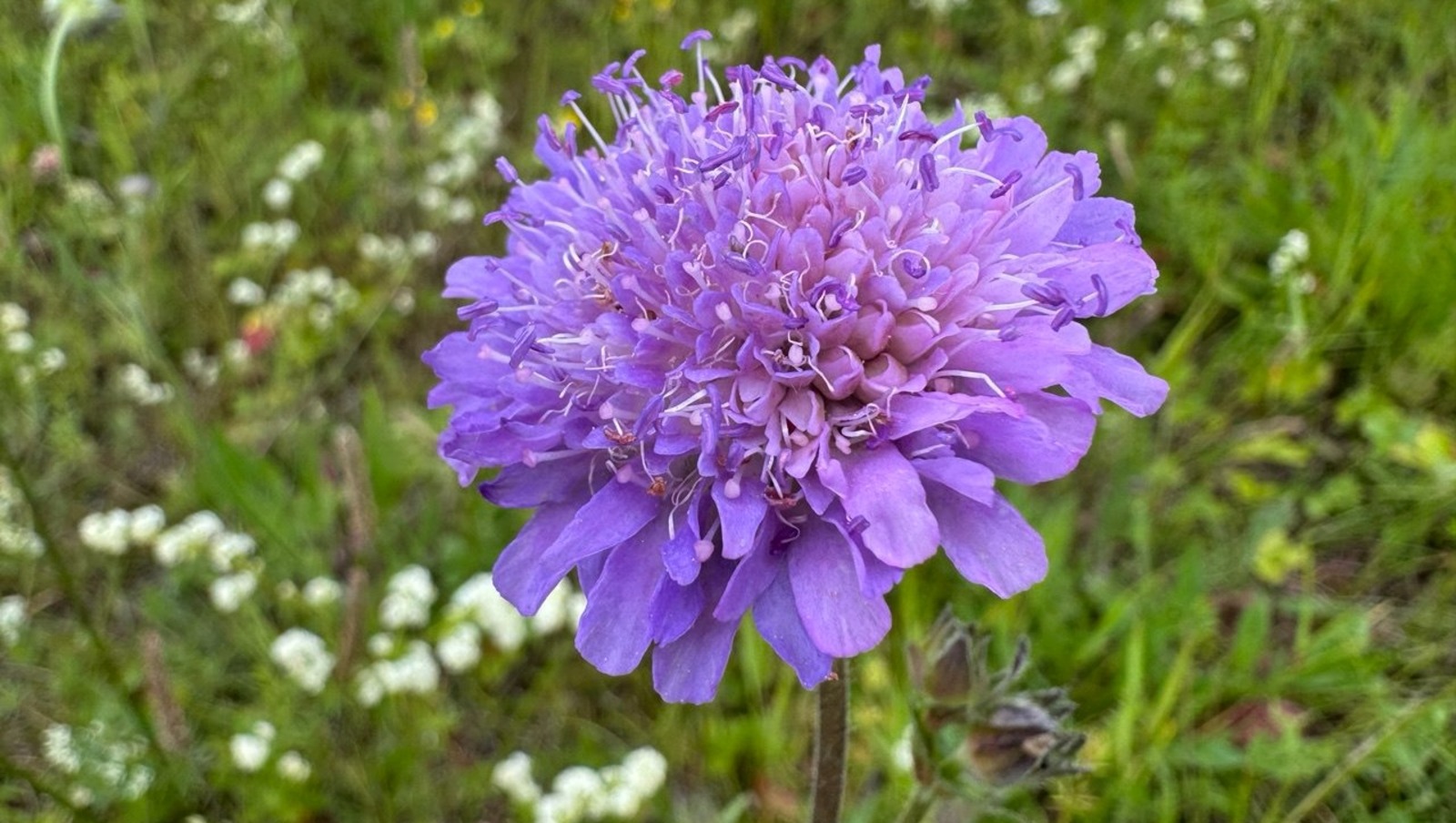 Елены Колоколовой.