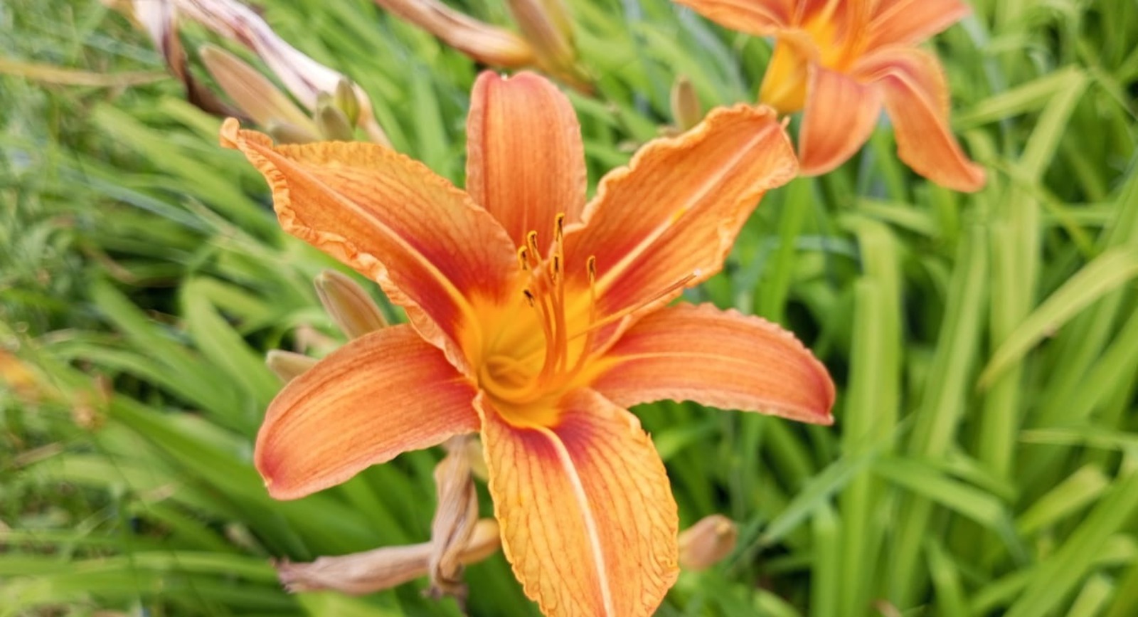 Евгении Сюткиной.