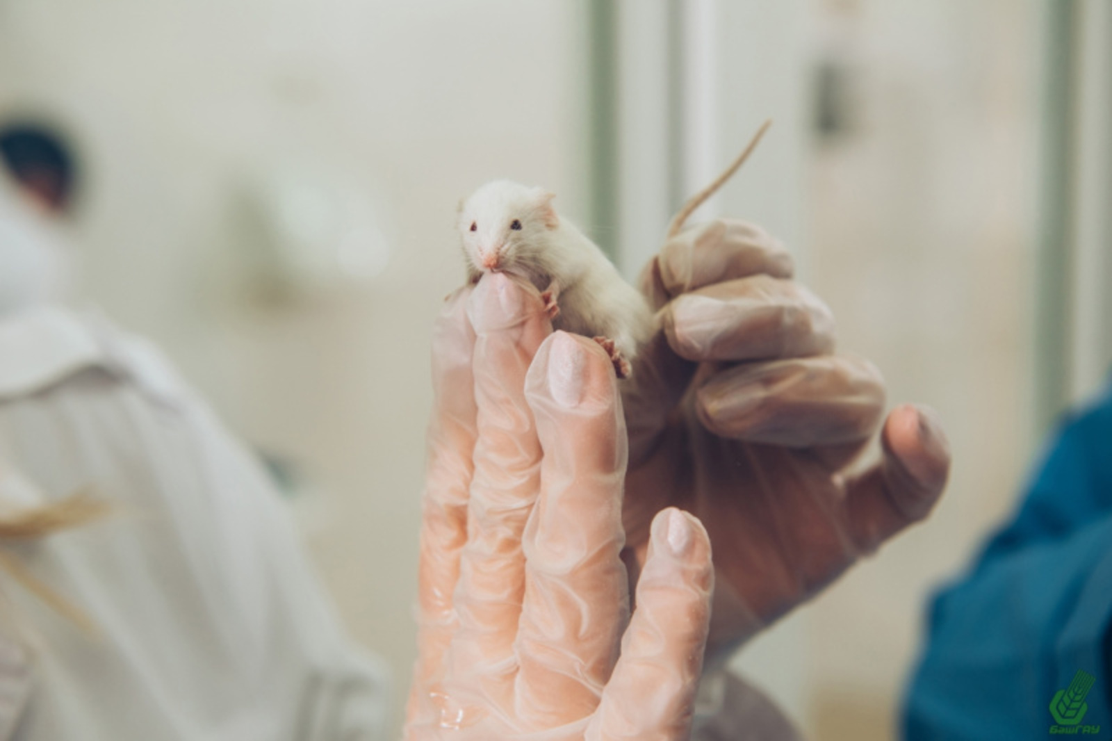 Фото предоставлено пресс-службой БГАУ.