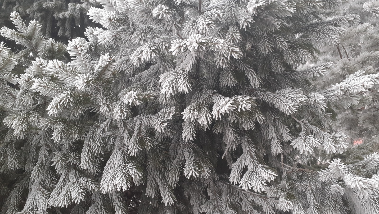 Владимира Шакиева. «Общественная электронная газета».