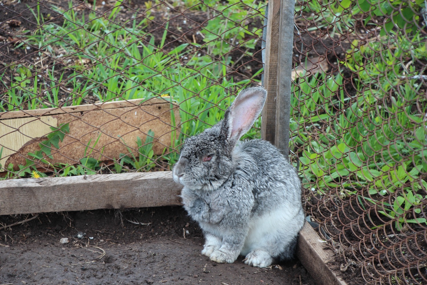 Евгении Сюткиной. Крольчиха породы фландр.