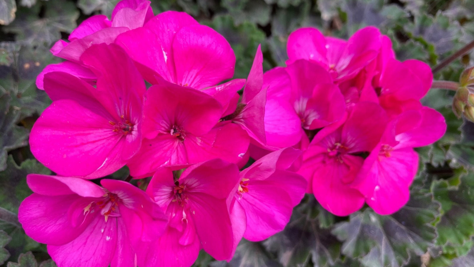 Елены Колоколовой.