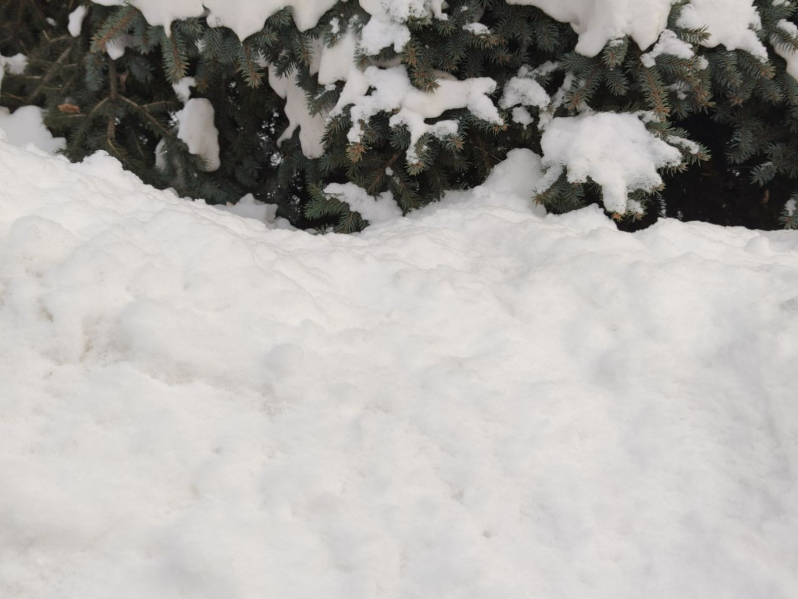 Дарьи Святохиной. «Общественная электронная газета».