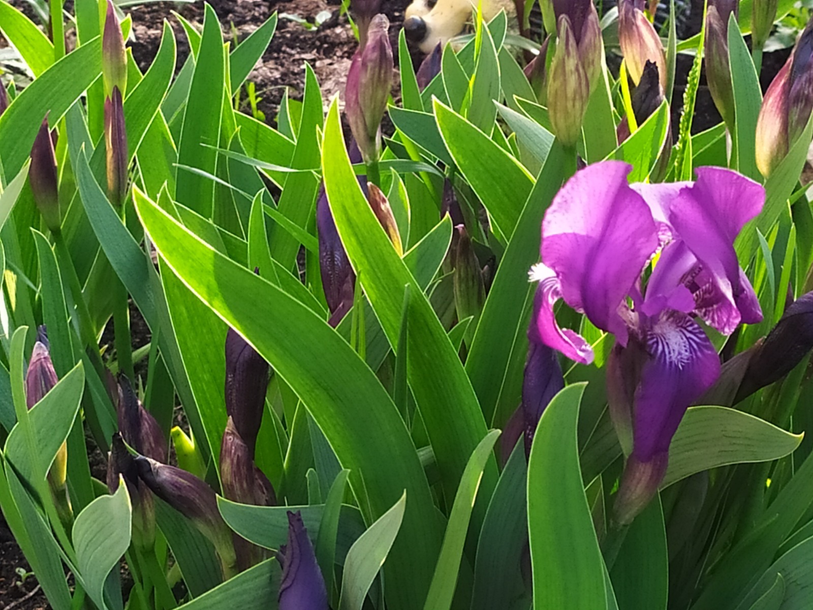 Васили Саитовой.