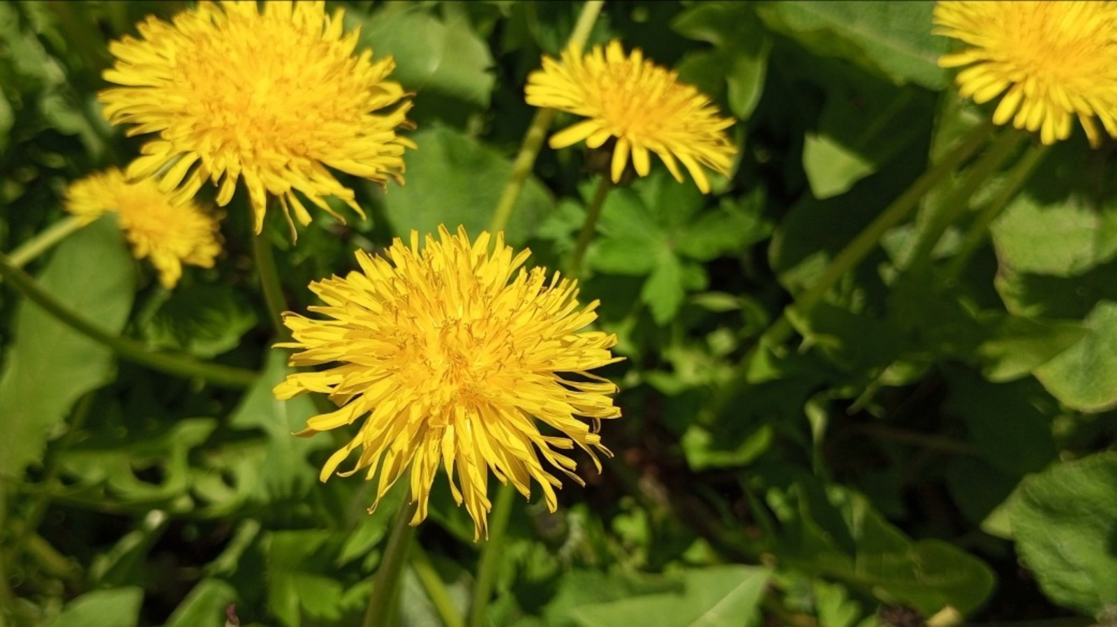 Евгении Сюткиной.