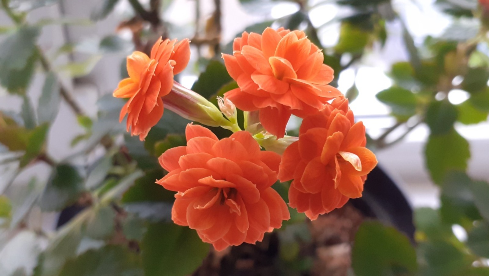 Владимира Шакиева. «Общественная электронная газета».