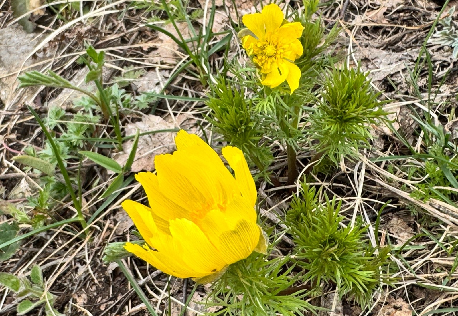 Елены Колоколовой. «Общественная электронная газета».