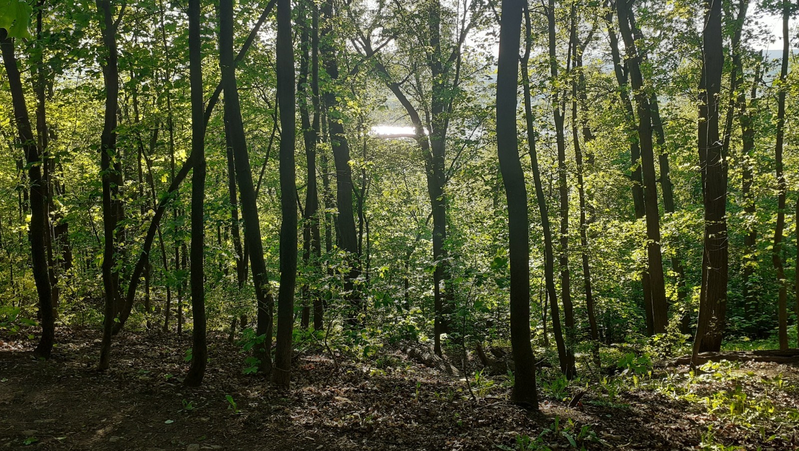 Владимира Шакиева.