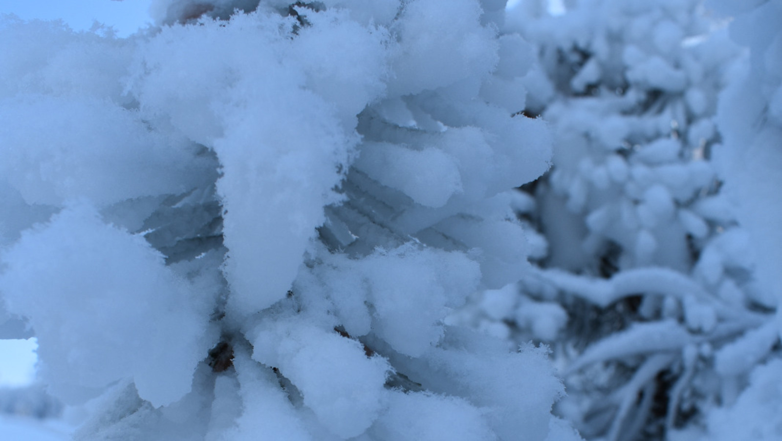 Елены Колоколовой.