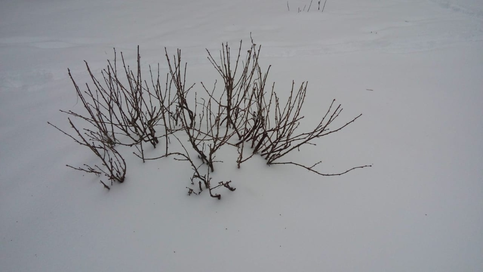 Евгении Сюткиной.