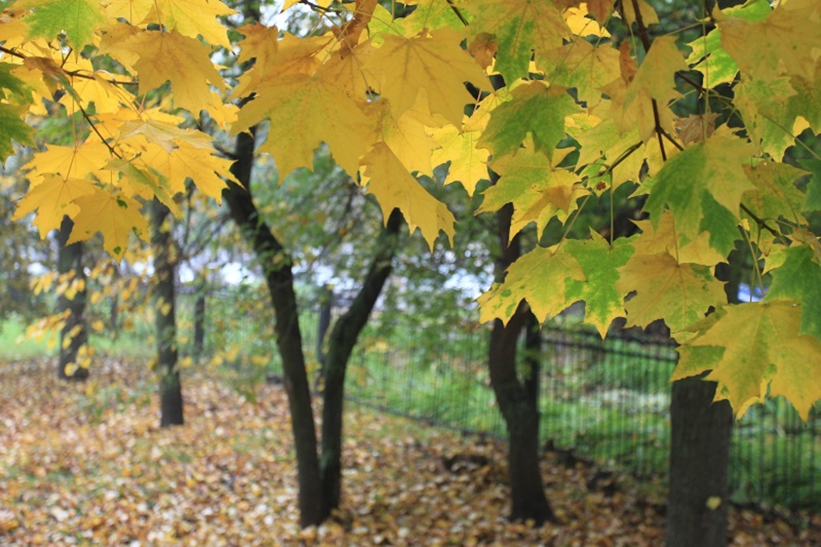 Фото Олега Яровикова.