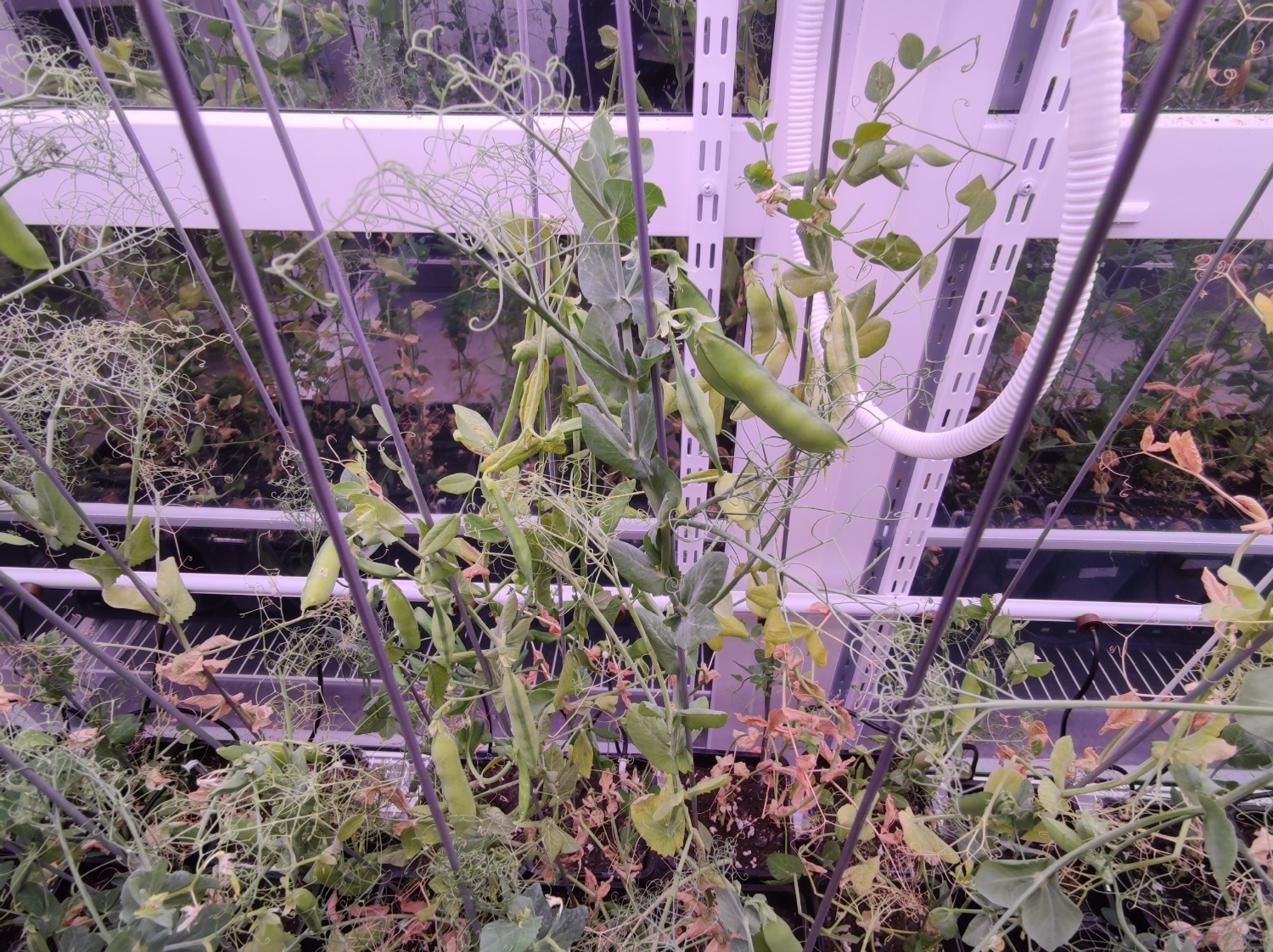 Дарьи Святохиной. «Общественная электронная газета».