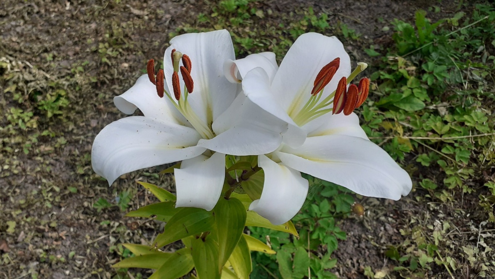 Владимира Шакиева.