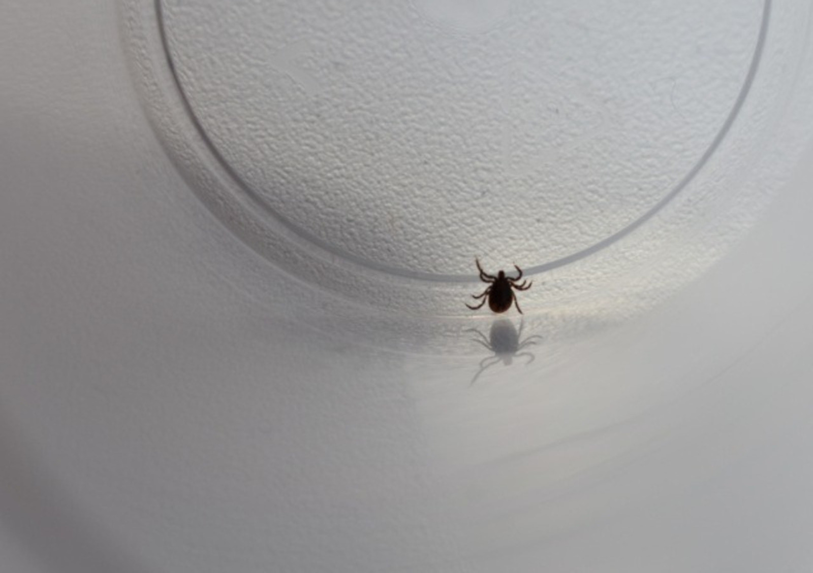 Елены Колоколовой.