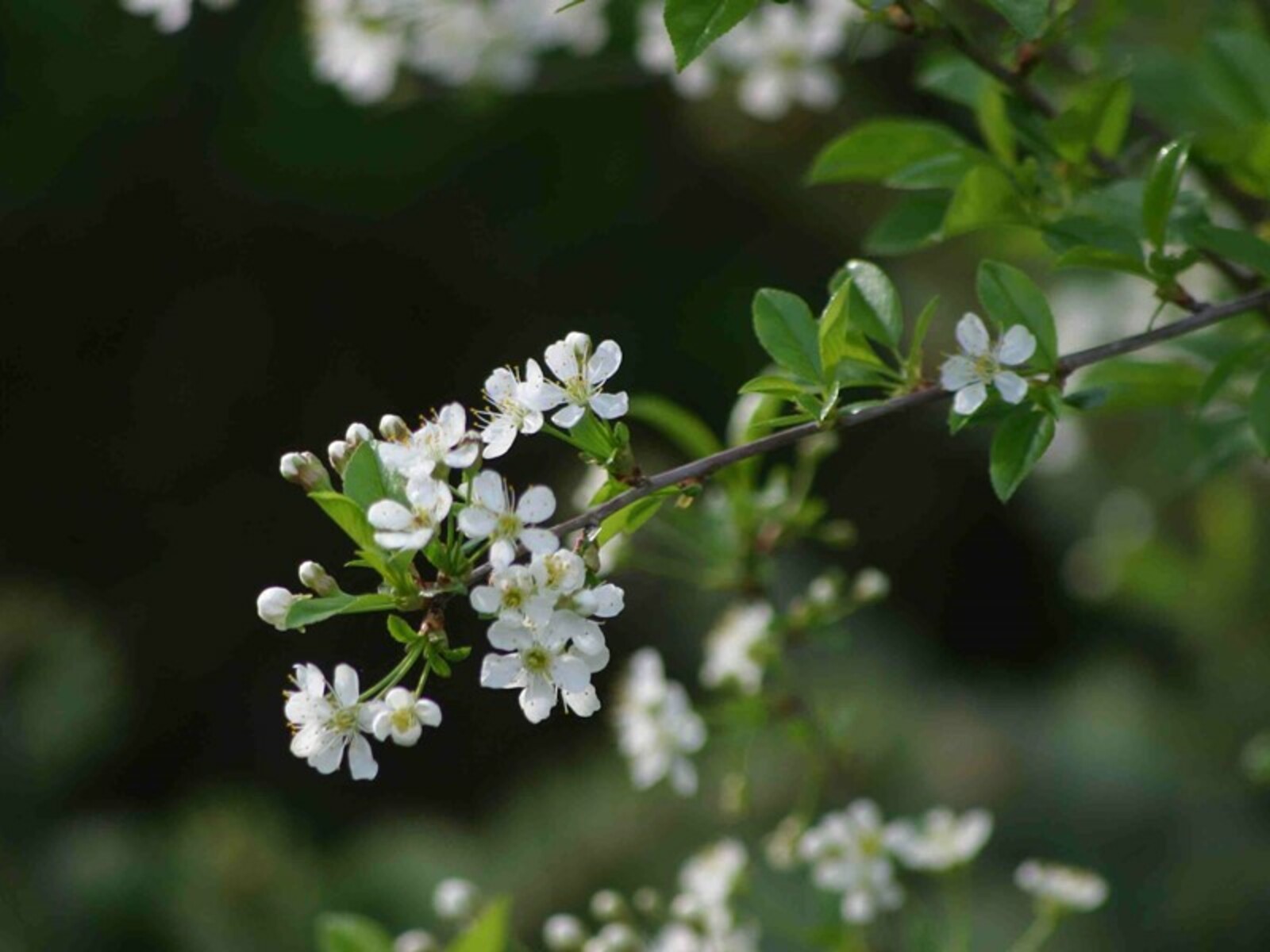 Фото Андрея Старостина.