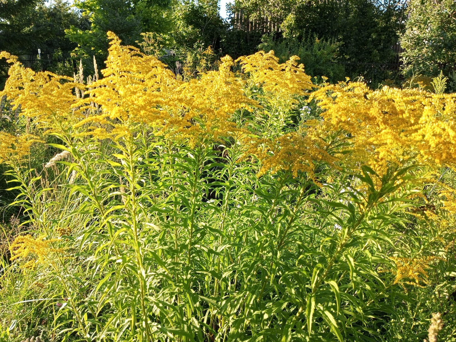 Евгении Сюткиной.