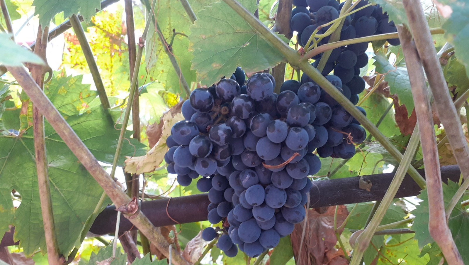 Владимира Шакиева.