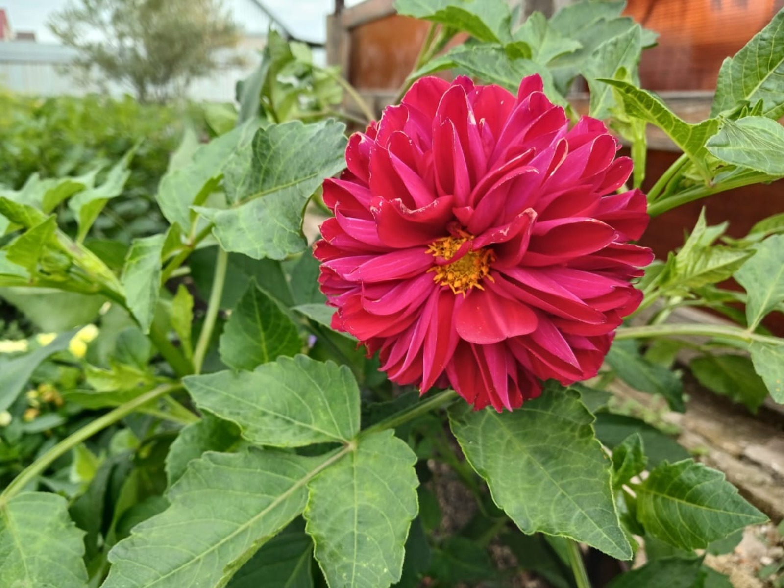 Васили Саитовой.