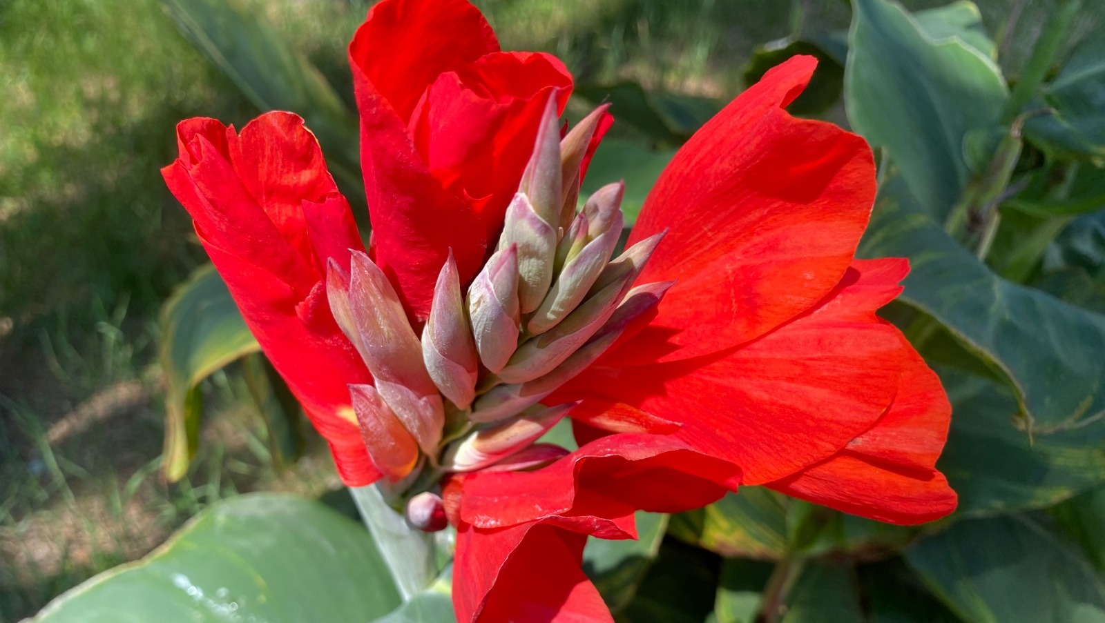 Елены Колоколовой.