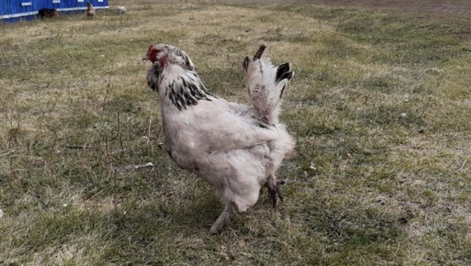 Владимира Шакиева.