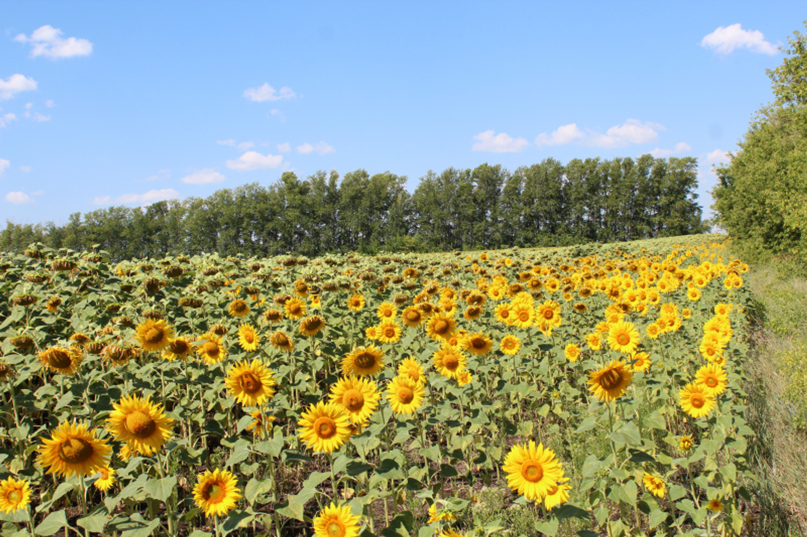 Фото автора.