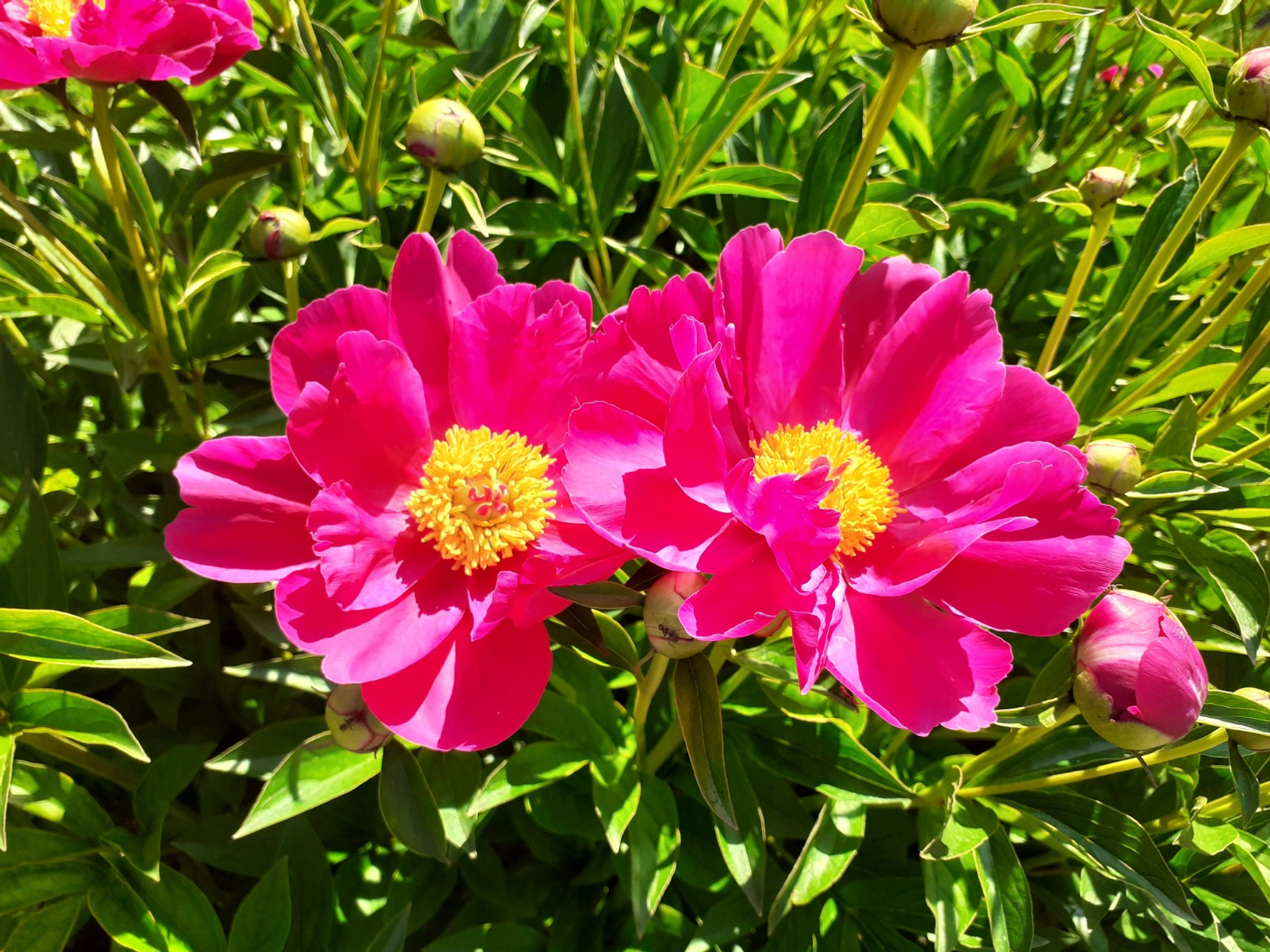 Владимира Шакиева.  «Общественная электронная газета».