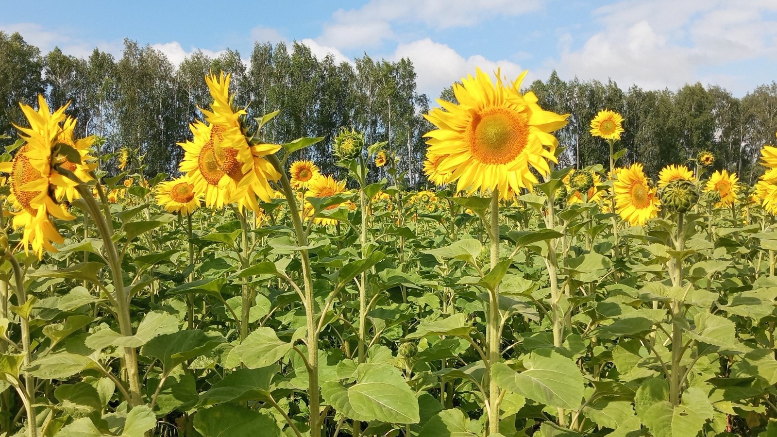 Евгении Сюткиной. «Общественная электронная газета».