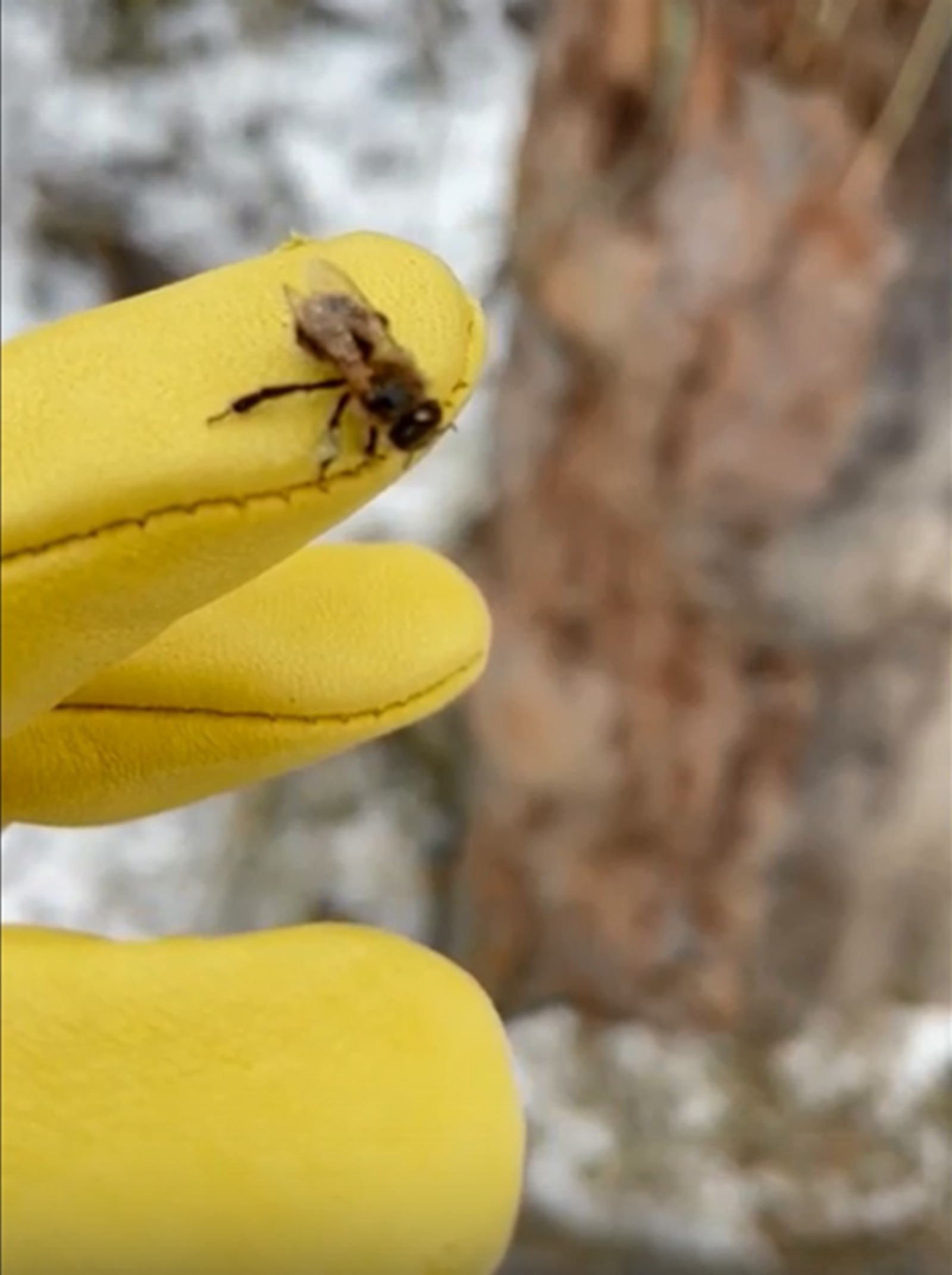 скриншот видео со страницы Радия Хабирова в соцсетях.
