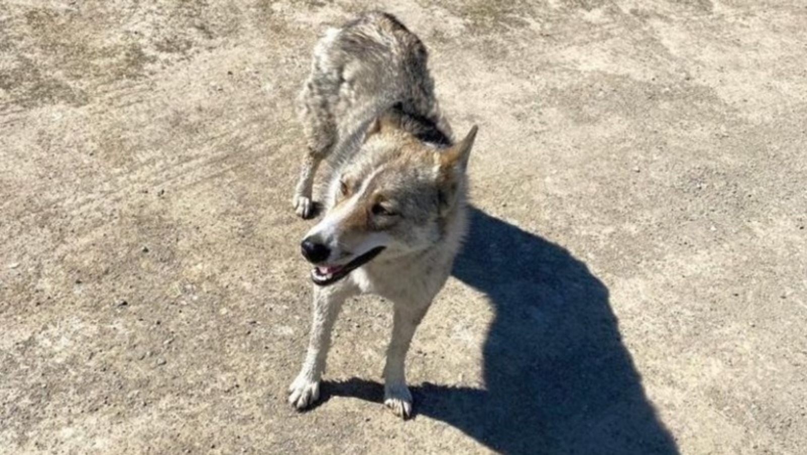 Елены Колоколовой.