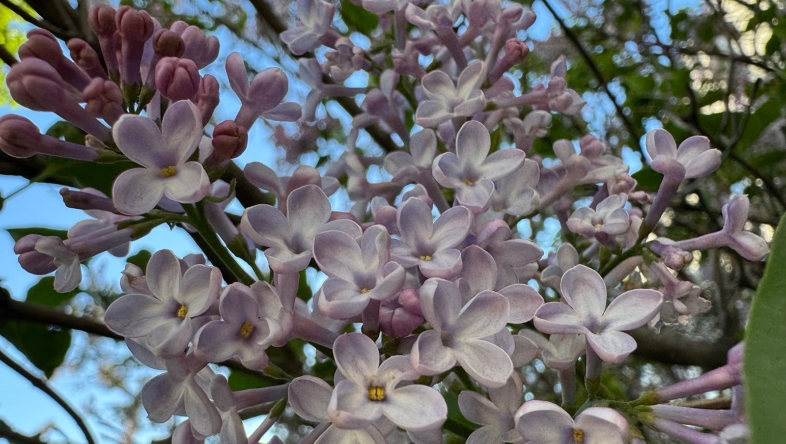 Елены Колоколовой.  «Общественная электронная газета».