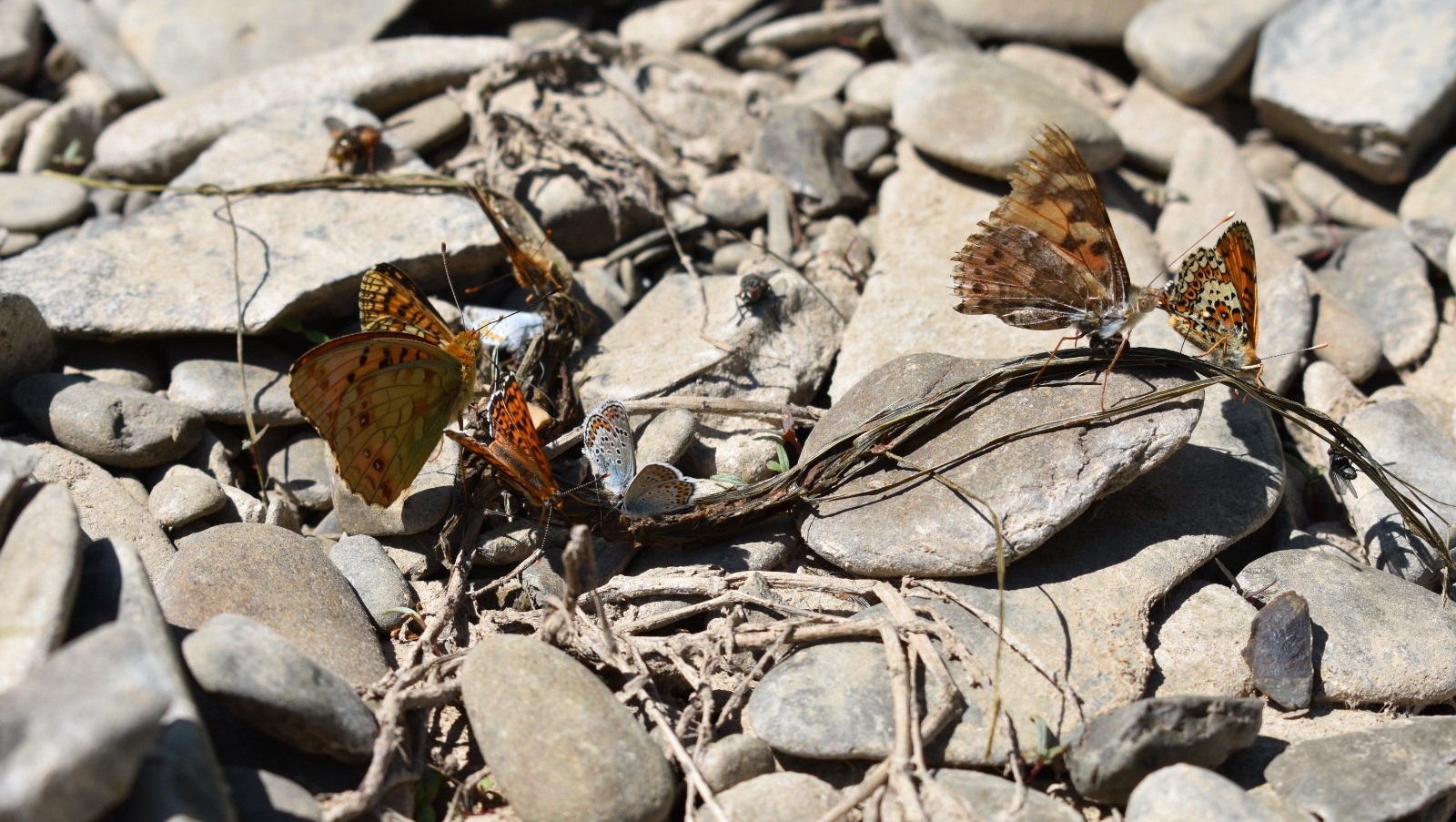 Елены Колоколовой.