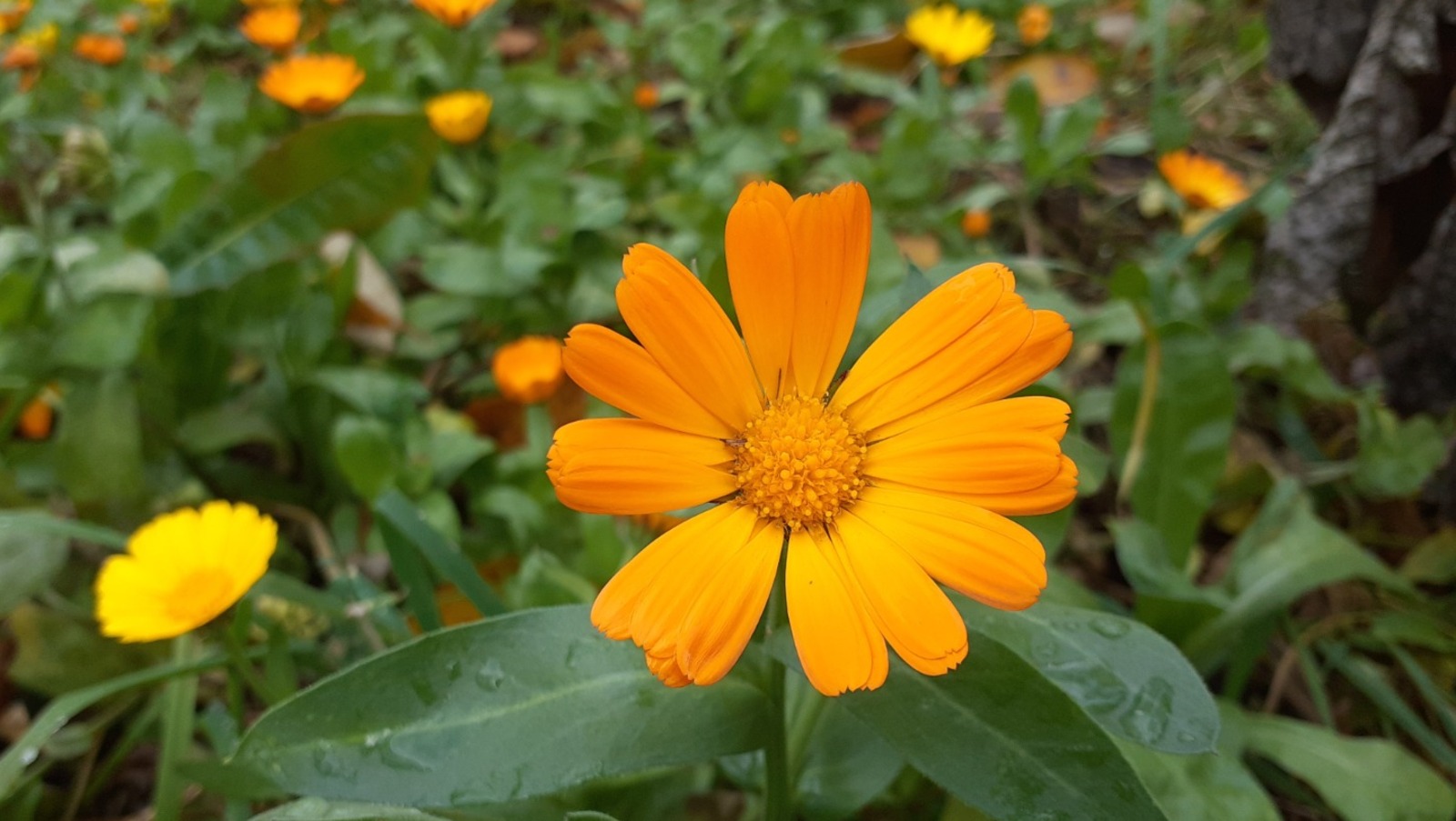 Владимира Шакиева.