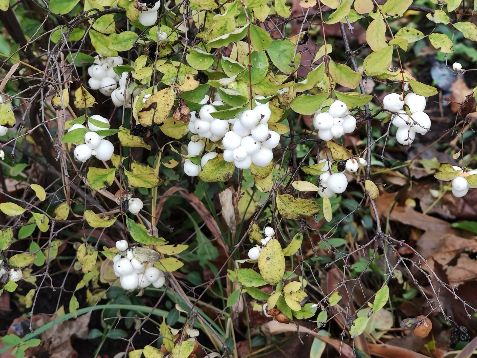 Дарьи Святохиной. «Общественная электронная газета».