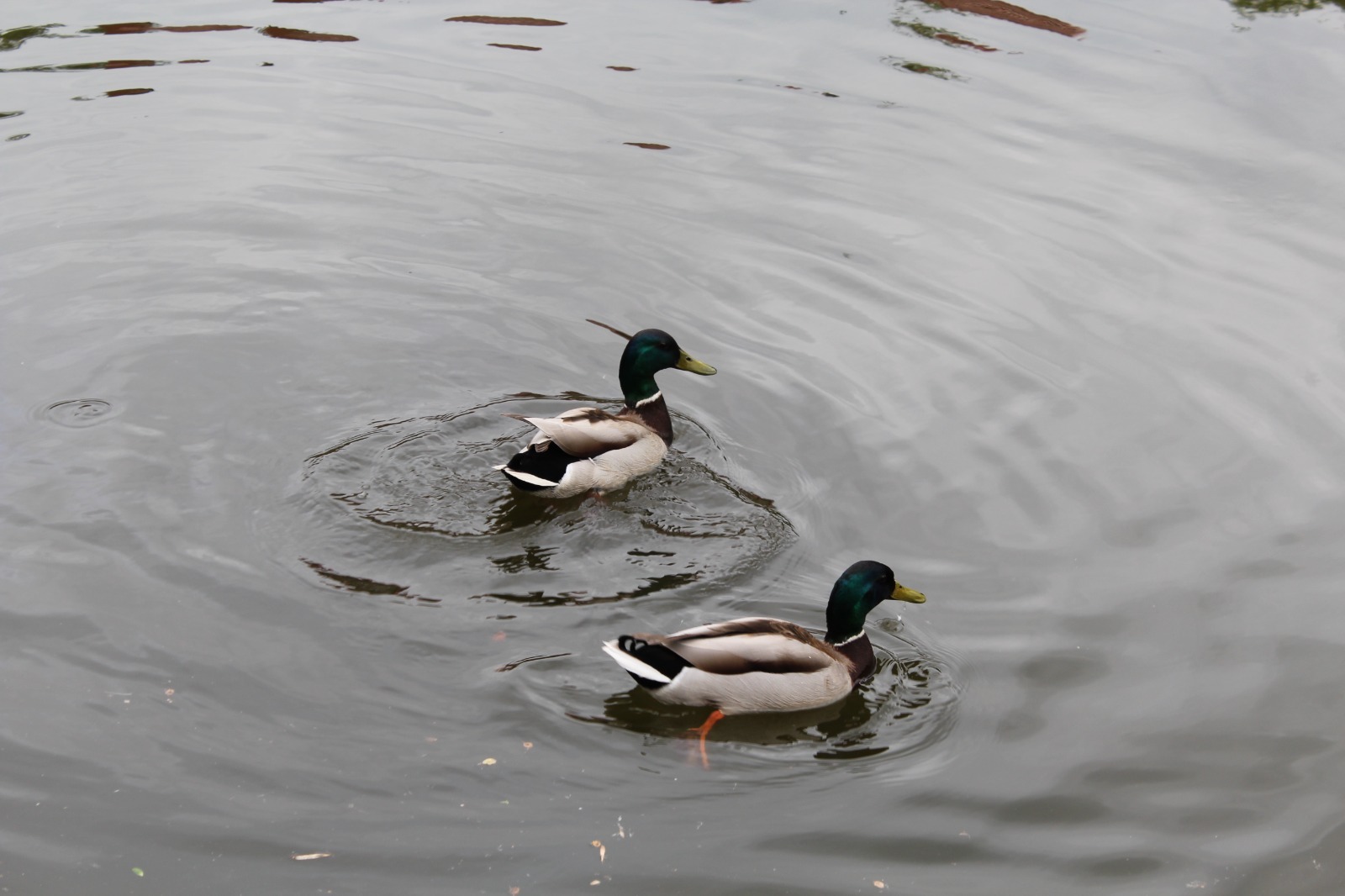 Дарьи Святохиной. «Общественная электронная газета».