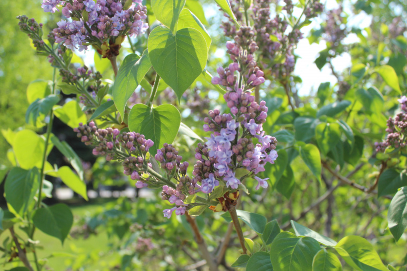 Фото автора.