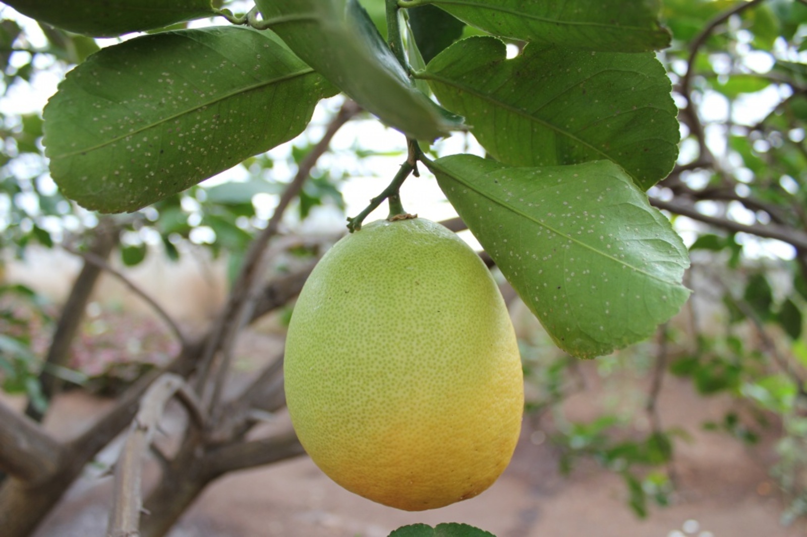 Фото автора.