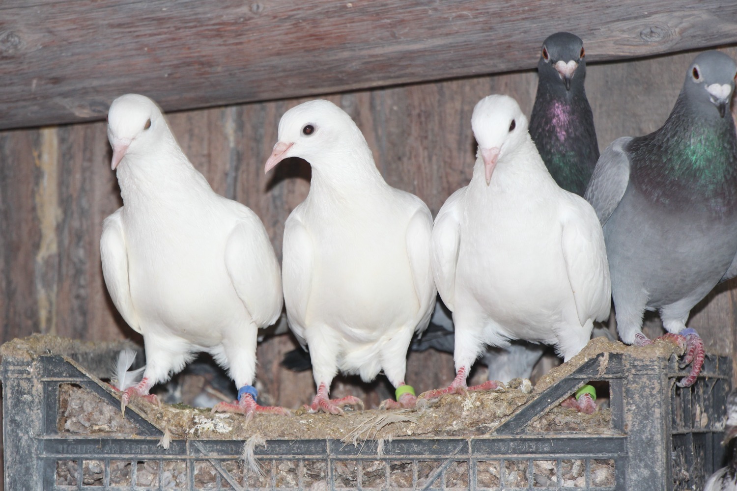 Евгении Сюткиной.