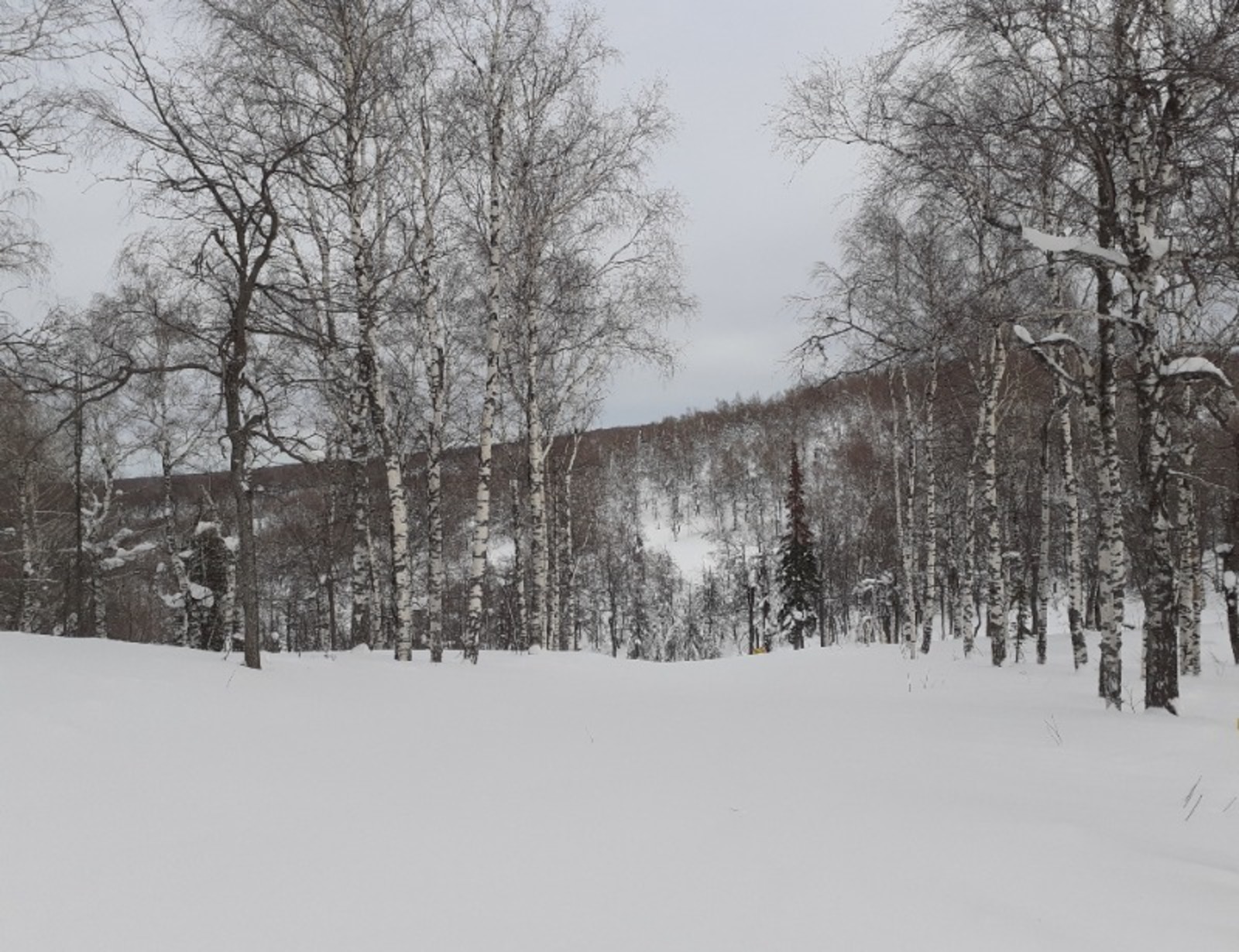 Владимира Шакиева.