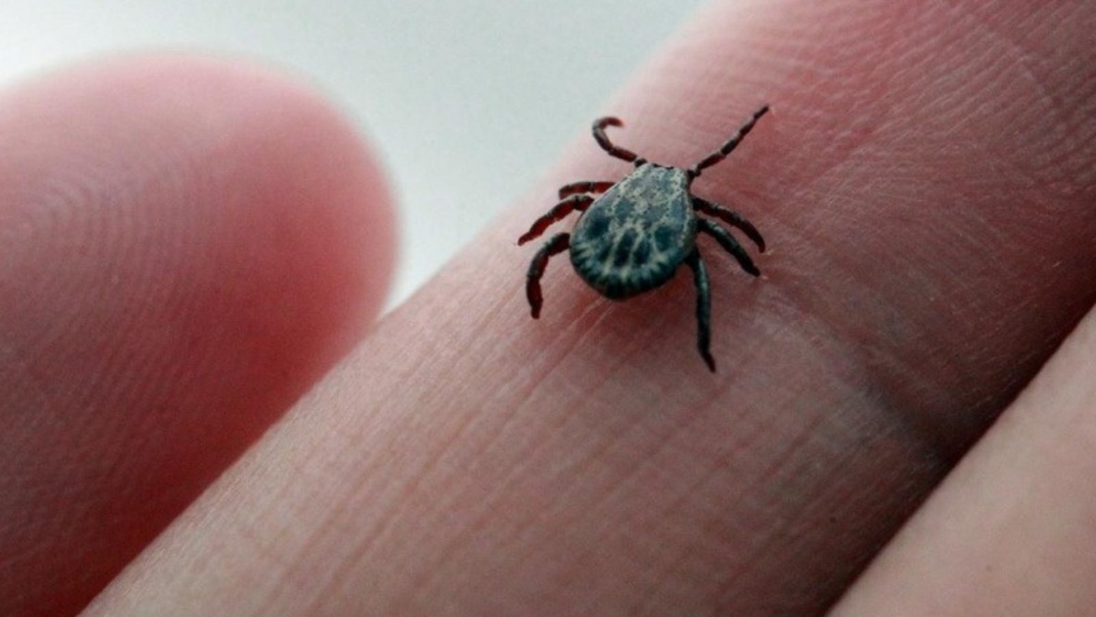 Олегя Яровикова.