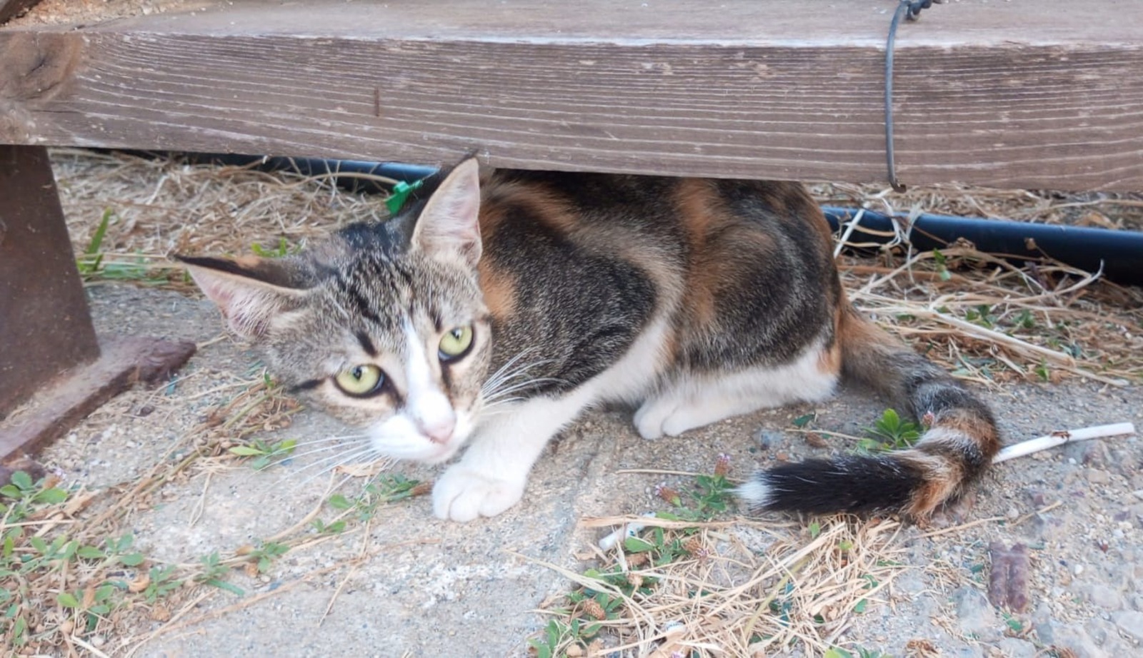 Евгении Сюткиной.