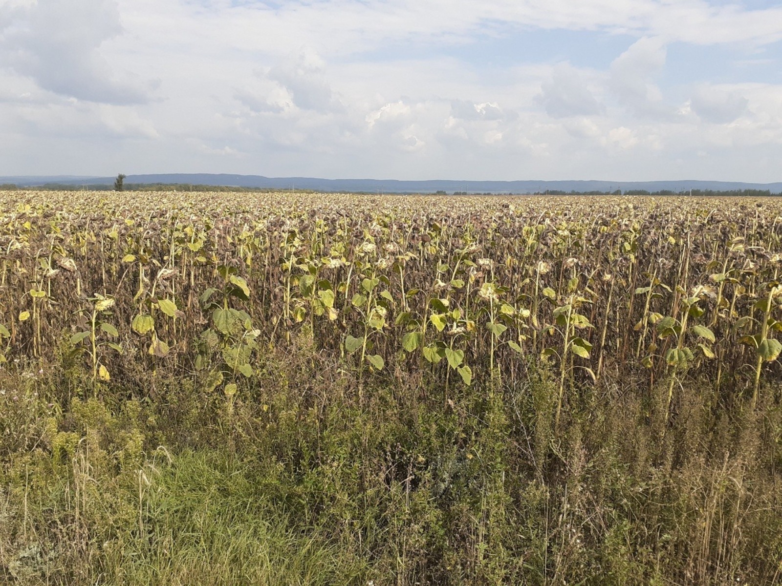 Владимира Шакиева.