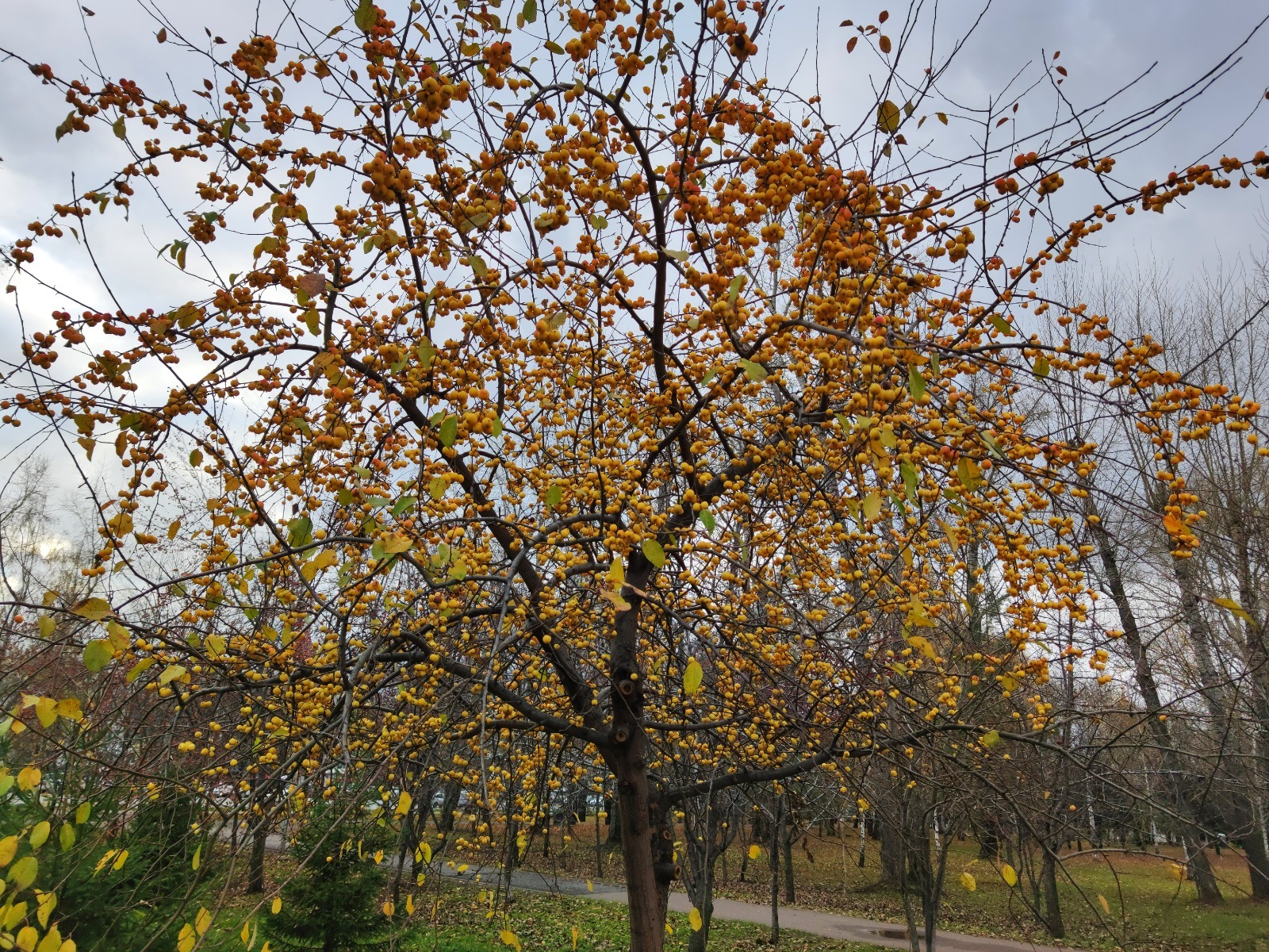 Дарьи Святохиной. "Общественная электронная газета".