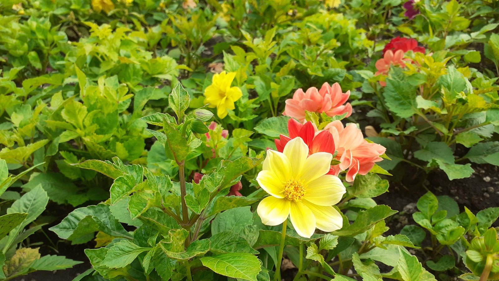 Владимира Шакиева.