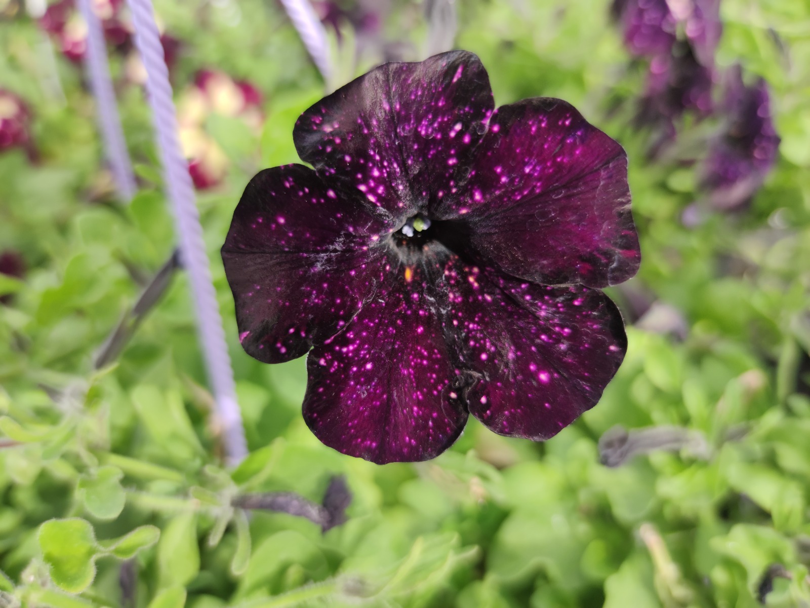 Дарьи Святохиной.