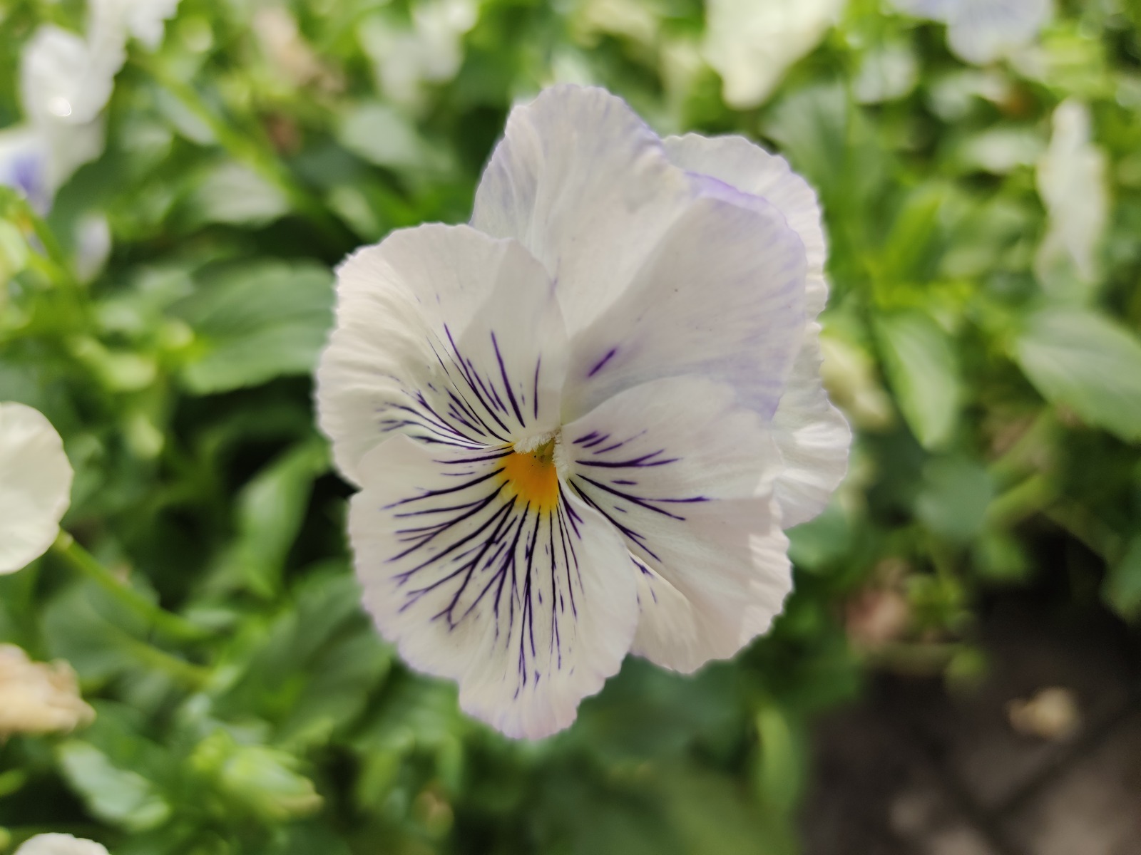 Дарьи Святохиной.