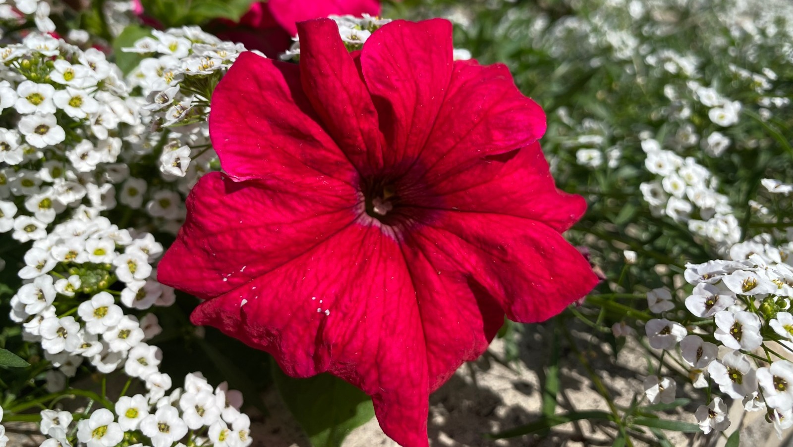 Елены Колоколовой.