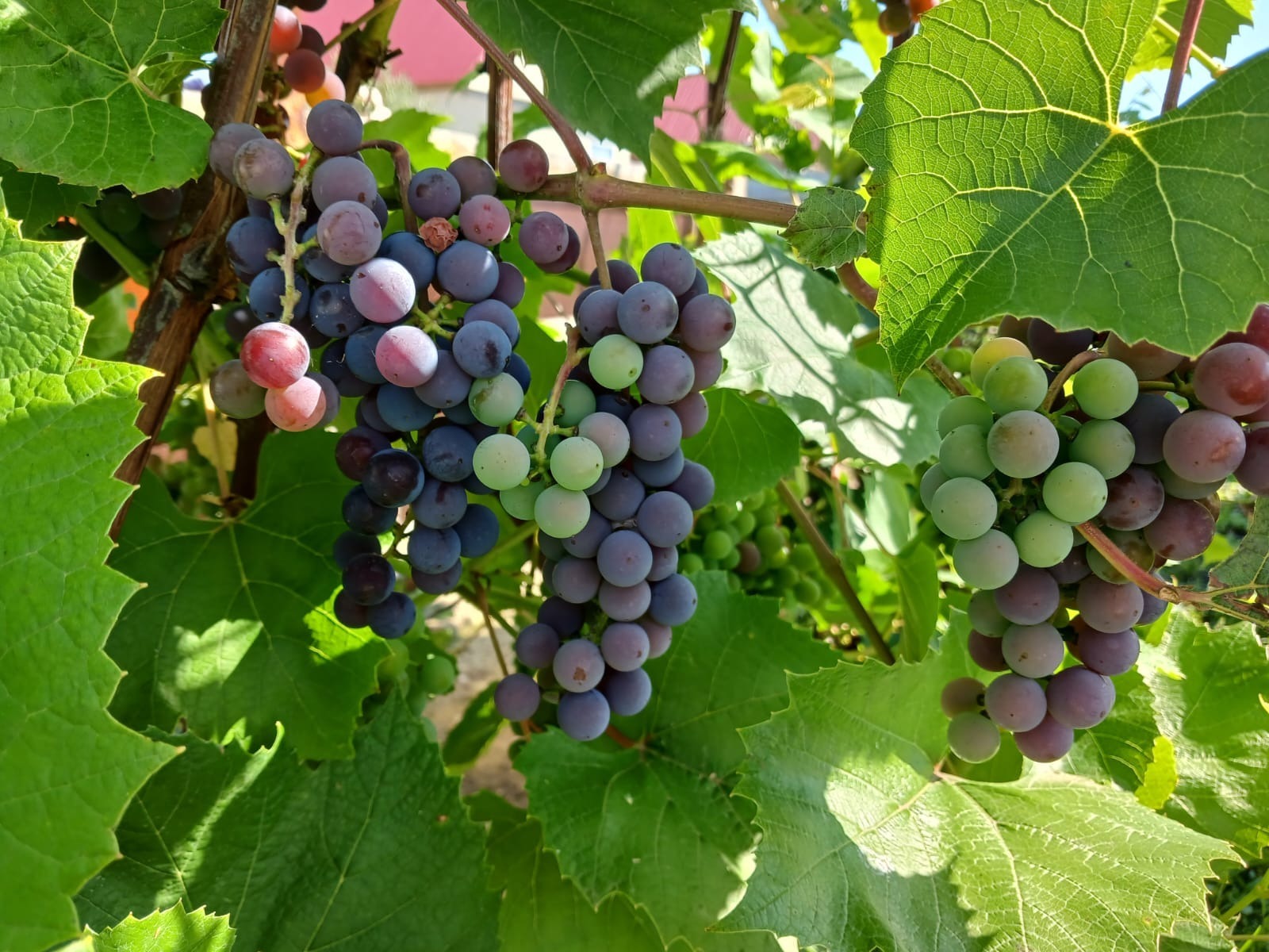 Васили Саитовой.