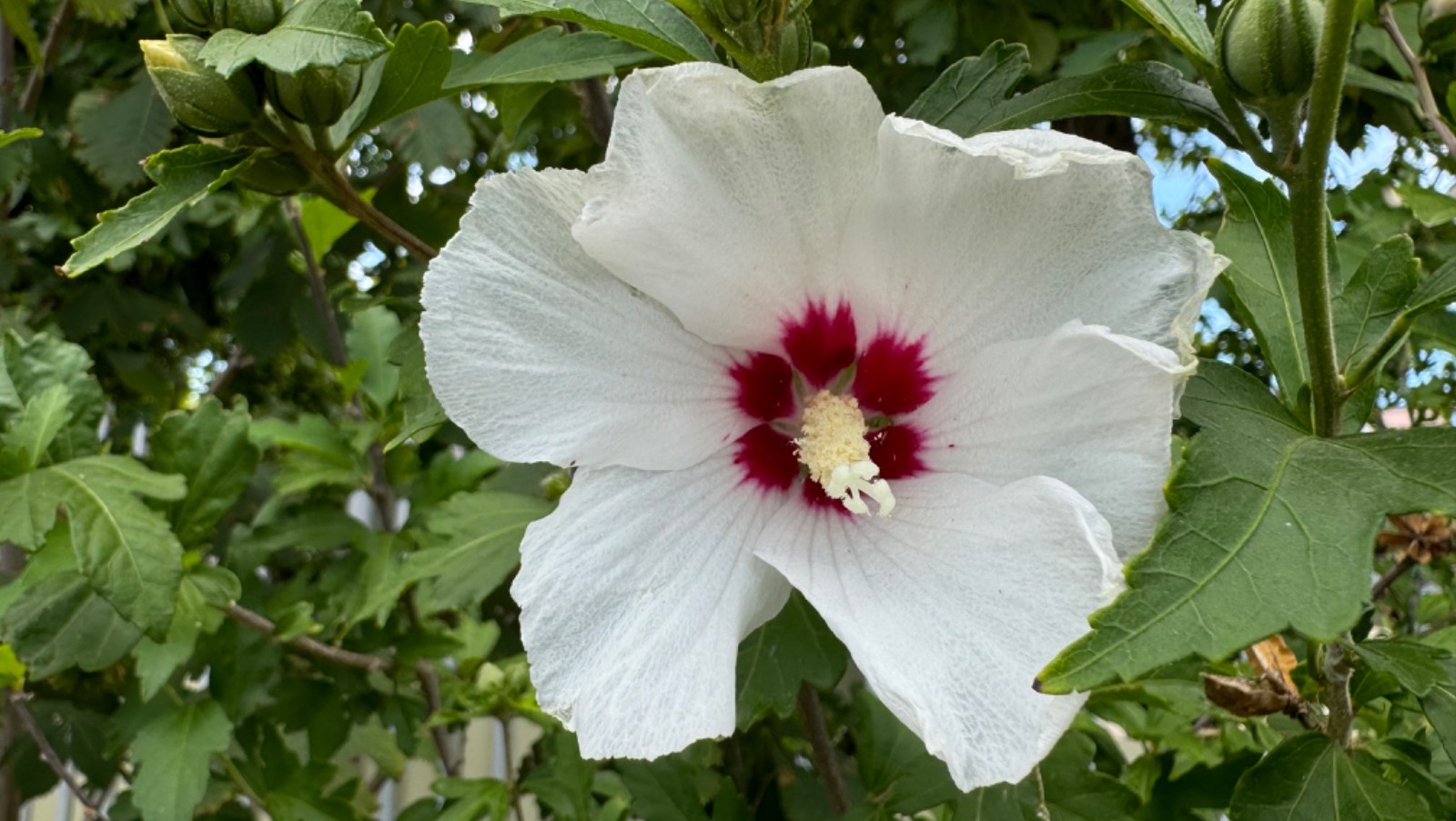 Елены Колоколовой.